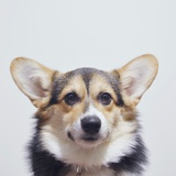 汪小贝
