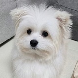 已注销