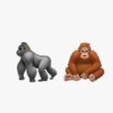 Bonobo