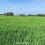 白白胖胖