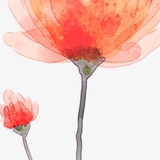 阳光舞粉橙