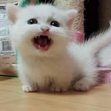 有点想法的鱼