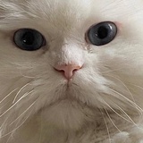 鲁本迪亚斯