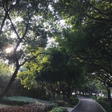 且听风吟