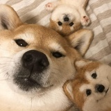老馒头吖