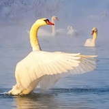 沐沐