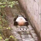 耗子睡着了
