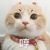 喵喵喵