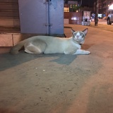 德兔酱和莱福