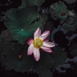 C.
