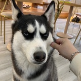 一块香橙蛋奶酥