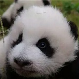 呦呦鹿鸣