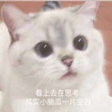 胖胖猫