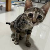 蜗牛