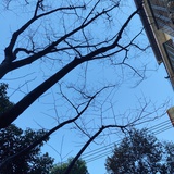 远行的猪