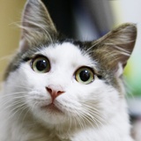 霍尔顿狐狸振作