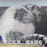 矿猪不怂