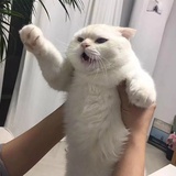 风眠啊噗嗷