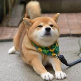 喵呜咪