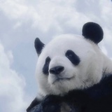 呆小呆不呆