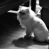 二貓