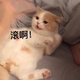 honki-tonki