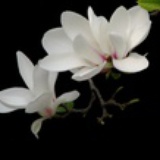 山鬼