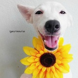 请叫我阿聪~