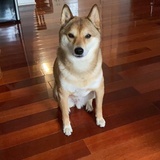 燊燊