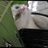 李小猫