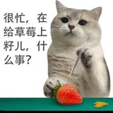 猫咪猫