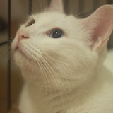 汐汐小猫咪
