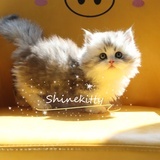 Shinekitty