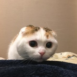 嘻嘻嘻嘻酱_
