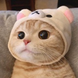 王小宏吼