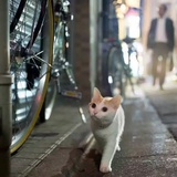 哼