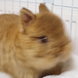 蹲蹲