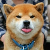 莫赤匪狐