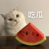 兔大大的梦呓