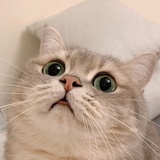 喜马拉雅猫