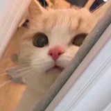 爱乐宝的兔