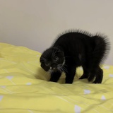 鱼尾巴