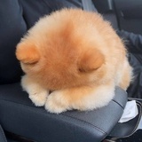 阿呆