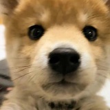 王初冬