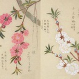 小碗