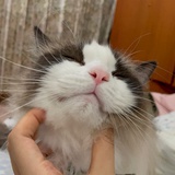 奶茶绵仔