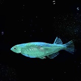 1501