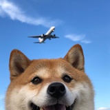 臻