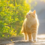 桃太郎