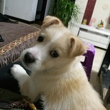 林树